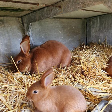 La Ferme De Lec'H Hameury Panzió Plestin-les-Grèves Kültér fotó