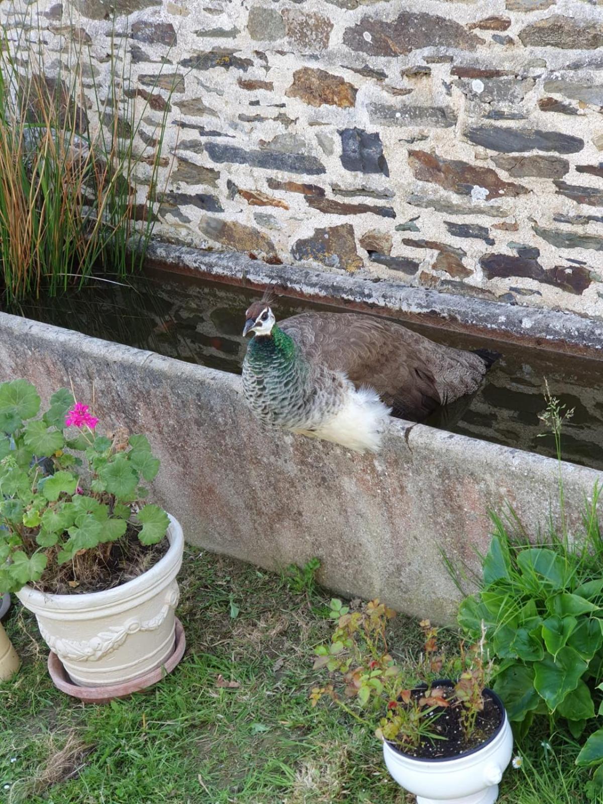 La Ferme De Lec'H Hameury Panzió Plestin-les-Grèves Kültér fotó