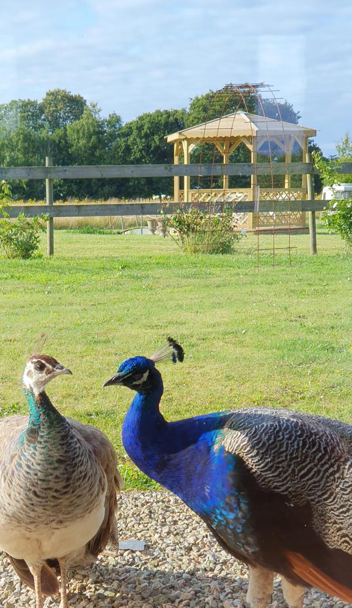 La Ferme De Lec'H Hameury Panzió Plestin-les-Grèves Kültér fotó